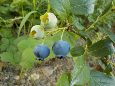 2粒だけブルーベリーを収獲・実食