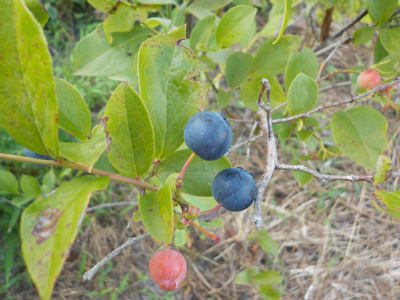 これは熟れすぎて酸っぱいブルーベリー