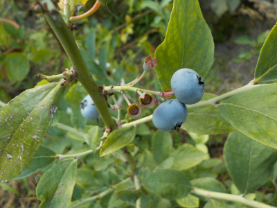 これは若くて甘いブルーベリー