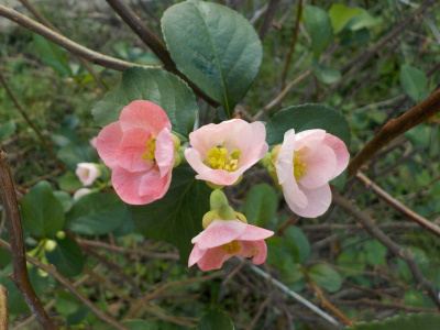 ボケの花が咲きだしました。