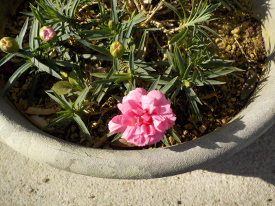 マミーキッスが開花