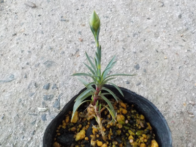 マミーキッスの挿し芽