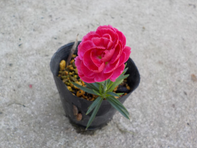 挿し芽のカーネーションが開花