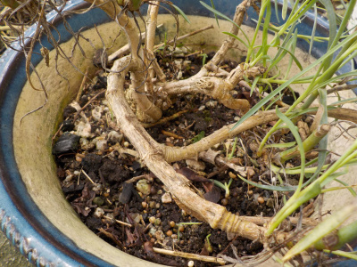 多年草のカーネーションはいつまで生きるんだろう。