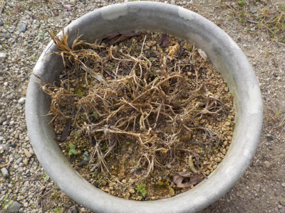 カーネーションのマミーキッスが枯れました。Carnation withered