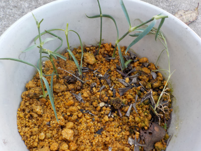 普通のカーネーションの挿し芽をしました。common carnation