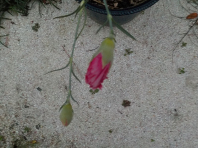 11月になって開花が減ったカーネーション。carnation