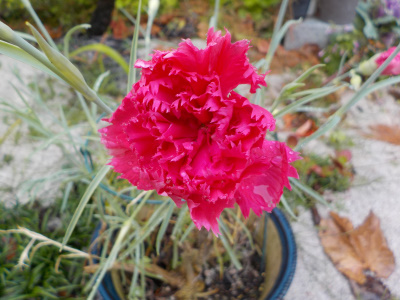 勤労感謝の日に開花したカーネーション。carnation
