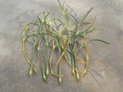 さすがに12月の屋外での挿し芽は無理かな。