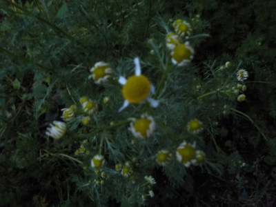夜の実生のカモミール　おのればい