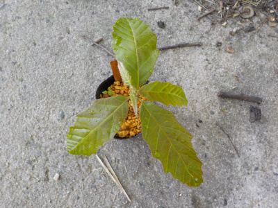 ドングリを植えたら芽が出ました。