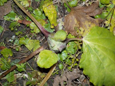 小さなフキノトウ