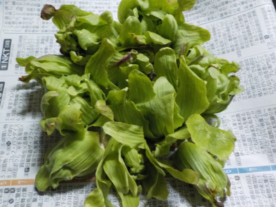 1月末はフキノトウを収獲