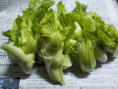 1月末は高菜の芽を収獲
