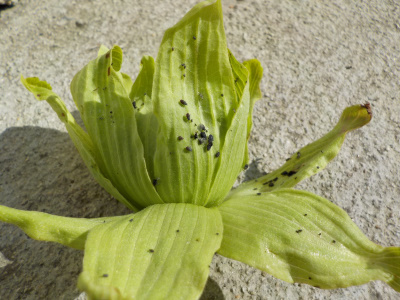 フキノトウの収獲時期終了