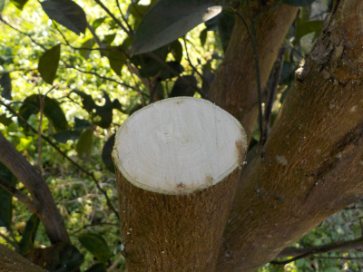 ハッサクかイヨカンの剪定