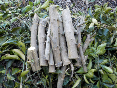 ハッサクかイヨカンの木が蒔きみたい