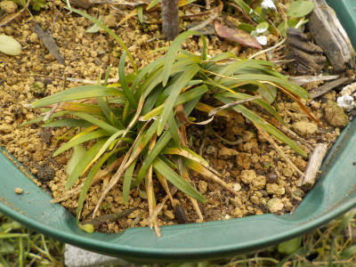 リュウノヒガがあると雑草が抜きやすいかも