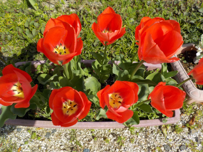 スタンダードなチューリップ