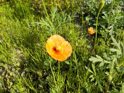 小さいポピーはナガミニナゲシ