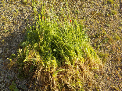 小さいポピーはナガミヒナゲシ