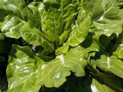 ビタミン菜は不味そう