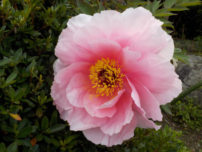 ピンク色ボタンの開花時期