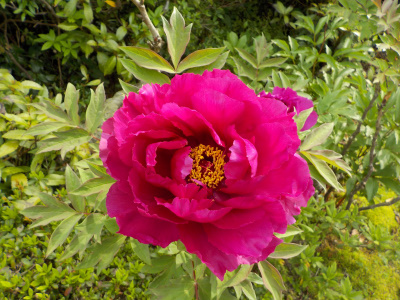 赤紫色ボタンの開花時期