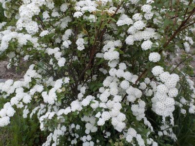 白い花が連なるコデマリ