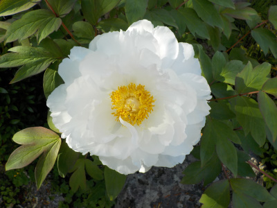 咲き始めの白いボタン