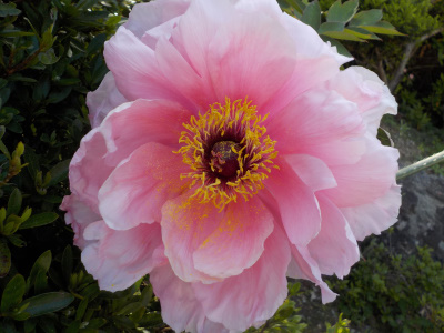 咲き終わりのピンクのボタン