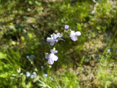 増殖中のマツバウンラン