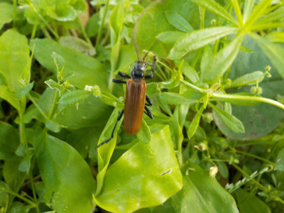 ヒメスギカミキリの成虫5月の茶色いカミキリ