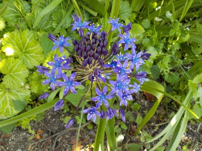 5月に咲く紫色のケバケバしい花はシラーペルビアナ
