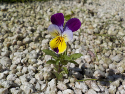 庭に生えてる小さな三色スミレ