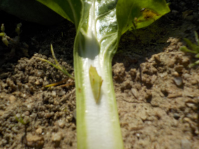 ビタミン菜とサナギ