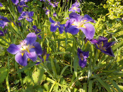 自宅で棚菖蒲のミニ群生