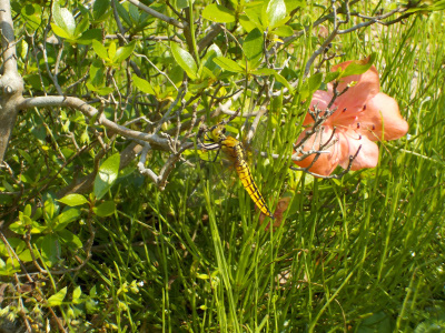 黄色いハバヒロトンボ