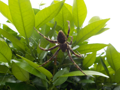 グレープフルーツの木にコアジダカグモ