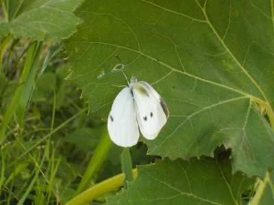 フキの葉に集まる蝶