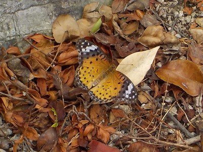 低空飛行のツマグロヒョウモン