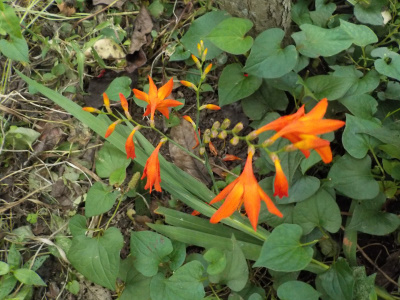 ヒメヒオウギズイセン