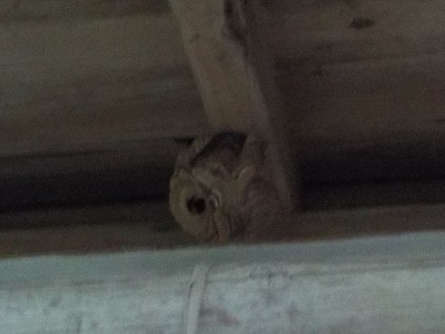 軒下のスズメバチの巣