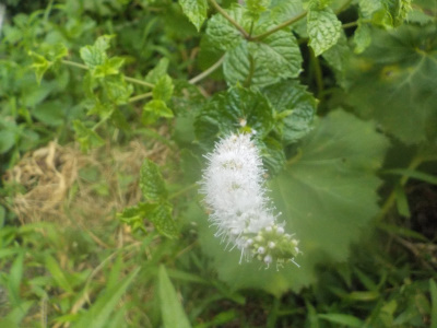 ミントの花
