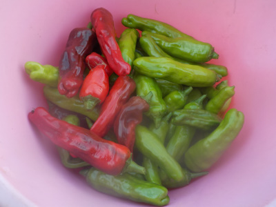 シシトウの収獲