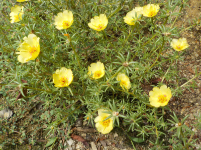 マツバボタン増殖計画計画中