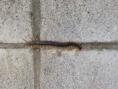 家の裏でムカデ発見　I saw a centipede at home