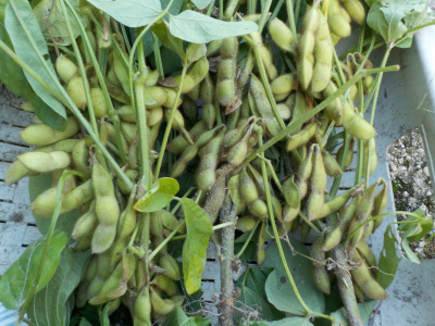 今晩は枝豆を茹でます。eat fresh edamame