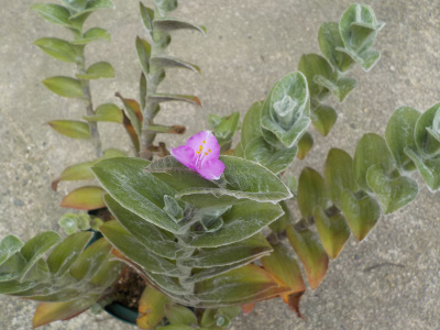 植木鉢のトラデスカンチア　Tradescantia blooming in Japan