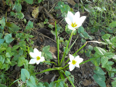 日陰でも育っているたますだれ。Rain lilies growing in the shade